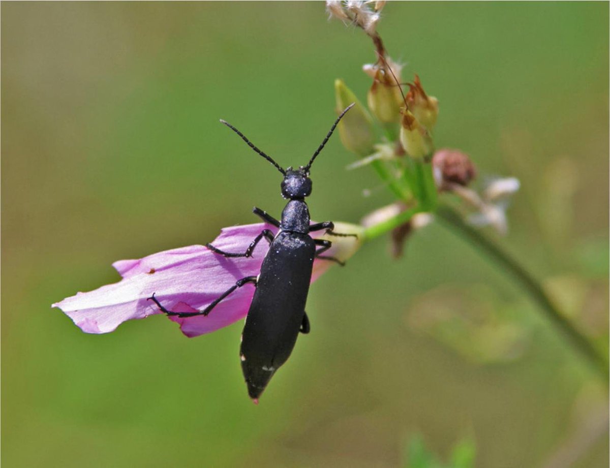 #LiteratureNotice Zack et al. New country records of blister beetles (#Coleoptera: #Meloidae) from Guatemala with distributional notes on other meloid species and a record of human blistering caused by Epicauta (Macrobasis) forticornis. doi.org/10.3956/2022-9… #Beetle #Beetles