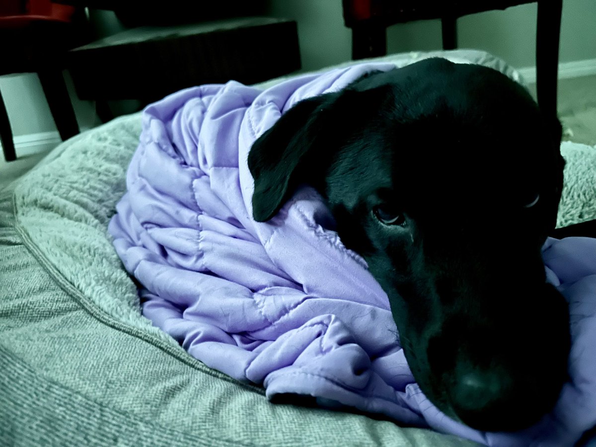 Terrified Dax all wrapped up in my weighted blanket during this massive thunderstorm. Poor girl.