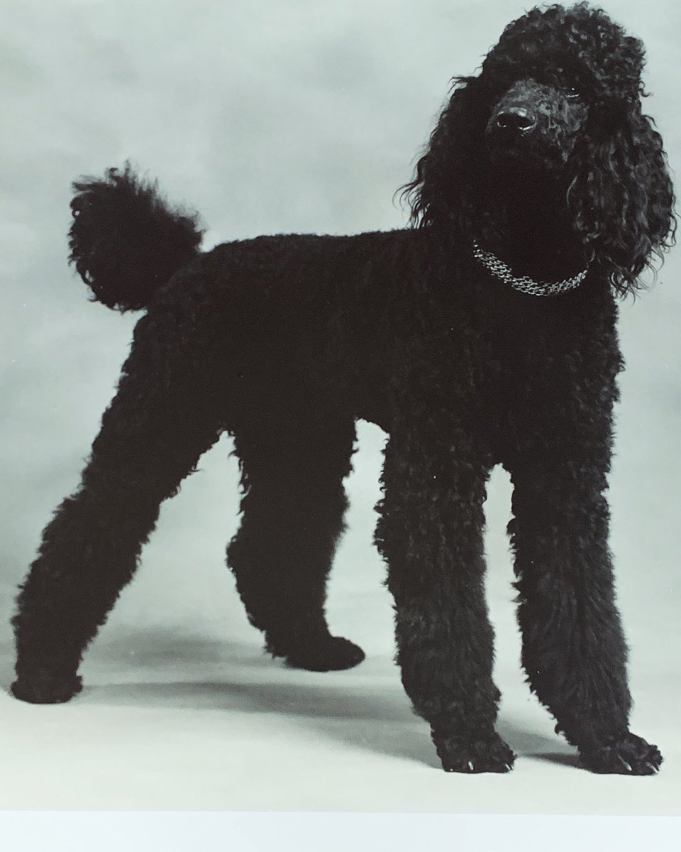 Our first family #dog #standardpoodle Cairo was his name a beautiful dog.