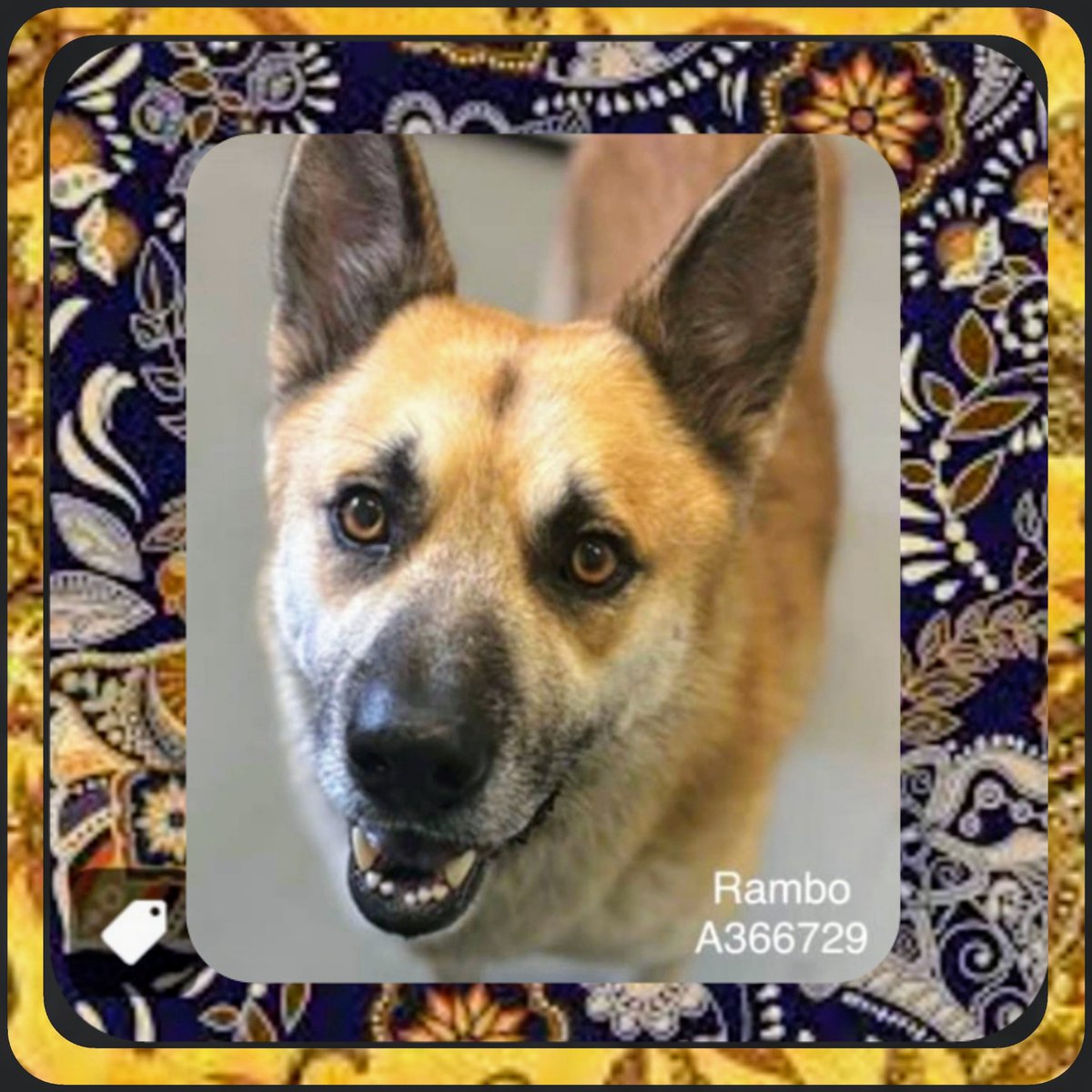 🚨⏰️🚨 RAMBO #A366729 ONLY 2yo Loving BEHAVED and FULL of LIFE until TOMORROW🖤😫 when they'll jab his heart ♥ until it stops 💔

Help us find a ResQ. PLEASE PLEDGE here 🙏 

Adopt Rambo at CORPUS CHRISTI AC 📧 ccacsrescues@cctexas.com 📞 361-826-4630