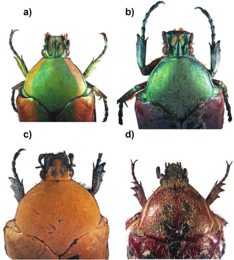 #LiteratureNotice Hernández et al. Diversity of #Cetoniinae Beetles in a Semiurban Area of Western Mexico. doi.org/10.3958/059.04… #Beetle #Beetles #ScarabBeetles #FloweChafers