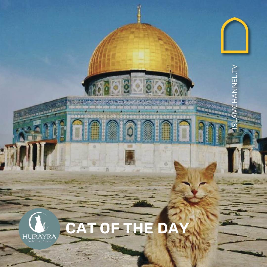 Day 5 Dome of the Rock
 
Outside Dome of the Rock in Jerusalem.
 
#cat #kitten #catsinislam #meowslims #hurayra #cats #kittens #mosques #jerusalem #domeoftherock #alaqsacompound #catoftheday