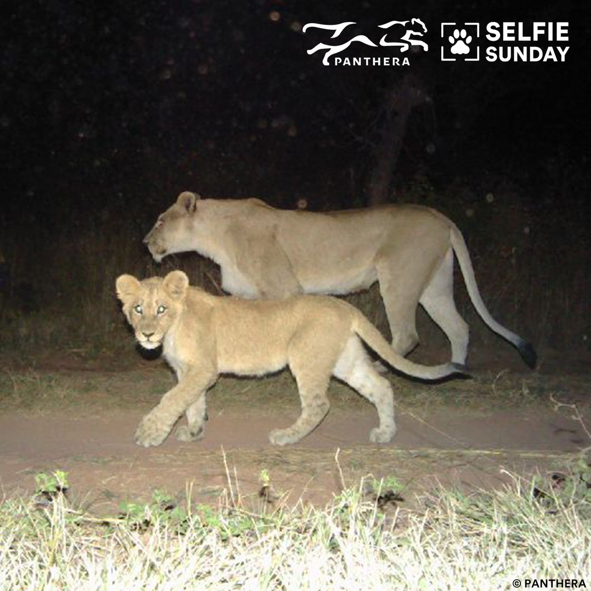 For this young lion, a remote camera is something worth posing for — even as mom nonchalantly walks on. But curiosity is helping the cat — remote camera surveys help save lives. Learn more about our PantheraCams: bit.ly/3AW79cC