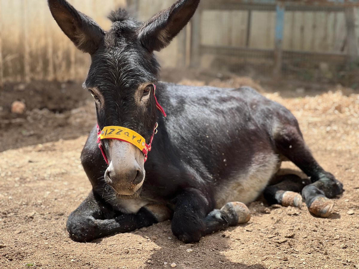 🧡 Izzard was found as a stray in 2016. We rescued her & our vet noticed she had trouble walking & eventually found a rubber ring embedded in one of her front legs which needed surgery to remove. Izzard recovered well & loves her happy home with us full of love & friends 🙏🥰