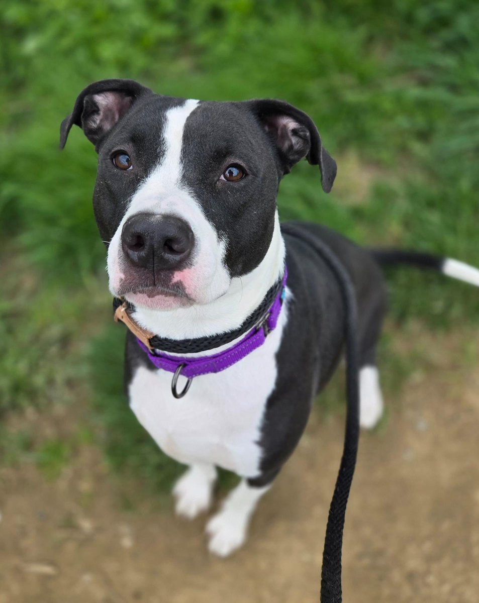 Treasure is what you will find when you adopt this sweetheart! Treasure is worth more than gold though; she is gentle, friendly, easygoing, and loving. She walks great on a leash & takes treats nicely. Treasure also relishes in pets & affection.🩷 tinyurl.com/meetacitydog #adoptme