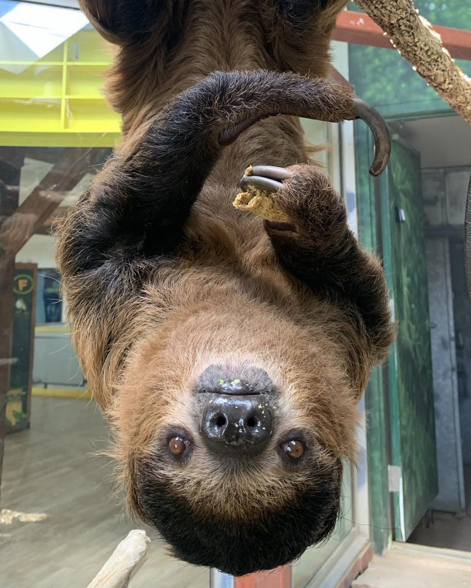 Hang time with Arnie! #TwoToedSloth 📸 Candace B.