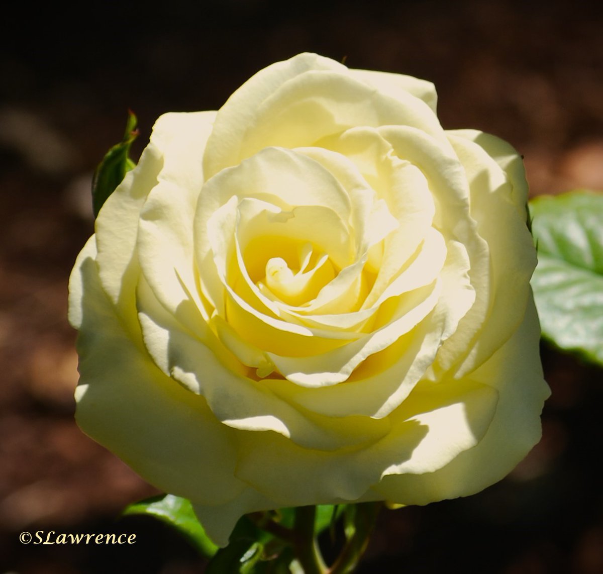 GM everyone. Are we all excited for another #RoseWednesday? Enjoy your day. #photo #photography #photooftheday #PhotographyIsArt #TwitterPhotographyCommunity #TwitterNaturePhotography #TwitterNatureCommunity #NaturePhotography #nature #rose #flowerphotography #floral #Flowers