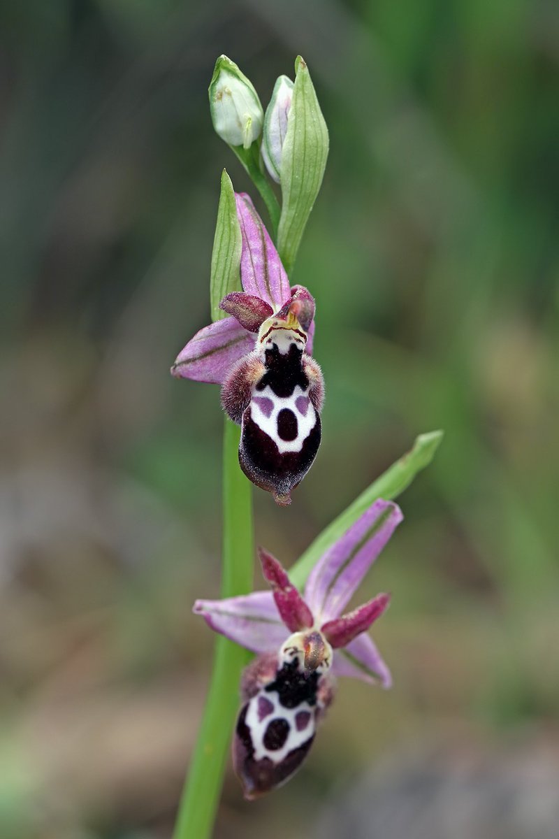 Ophrys reinholdii from March 2023.