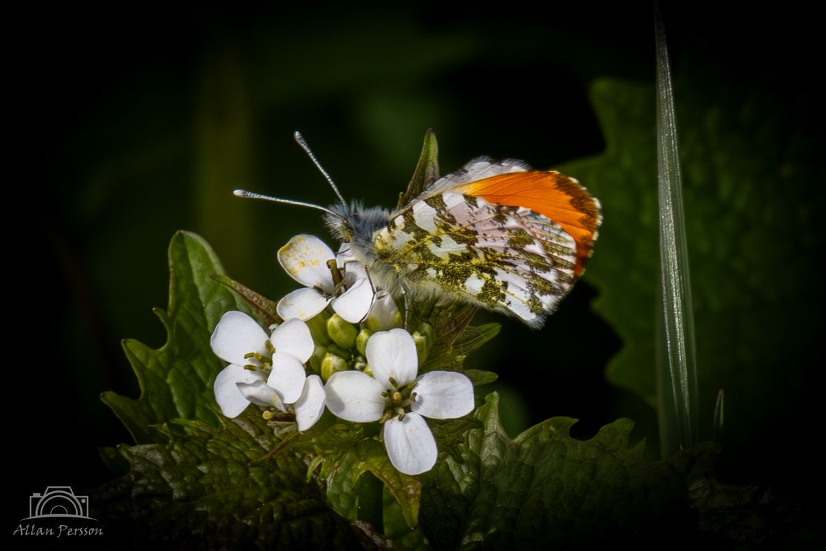 Aurora
#dknatur #Natur #naturdk #Søften #hinnerup #sommerfugl #aurora #Plant #Insect #CloseUp #Flower #MacroPhotography #Outdoors #AnimalWildlife #Freshness #Nature