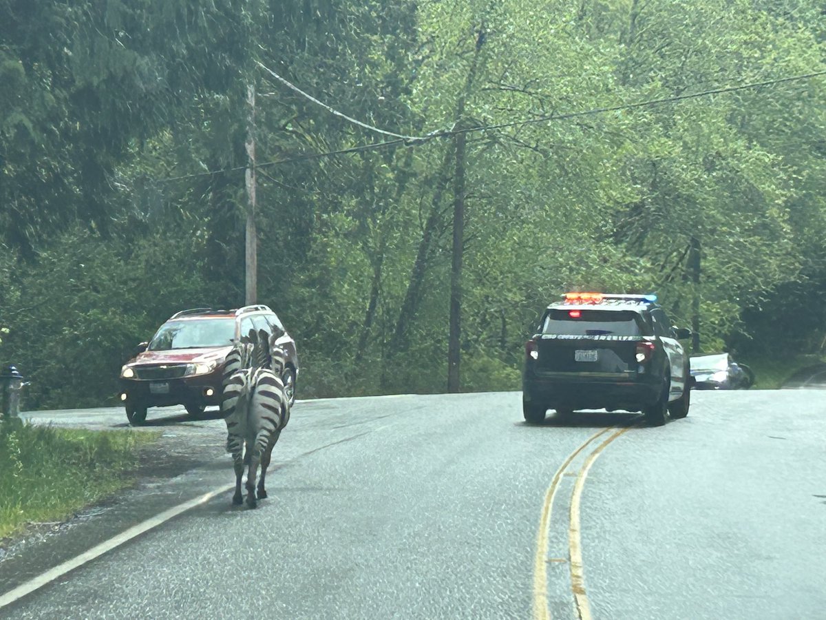 This is a first for me and all @wastatepatrol troopers involved. 4 Zebras that were being transported got loose when the driver stopped to secure the trailer EB 90 to exit 32. The community has come together to help. One cornered, 3 outstanding. Crazy!!