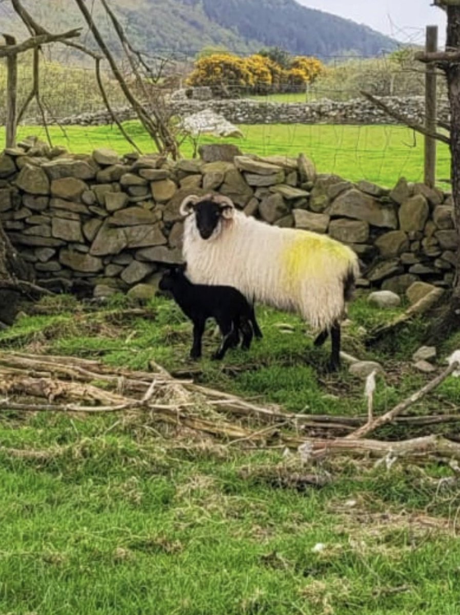 Hoping to have 25-30 of these we ladies this year #Lambing2024