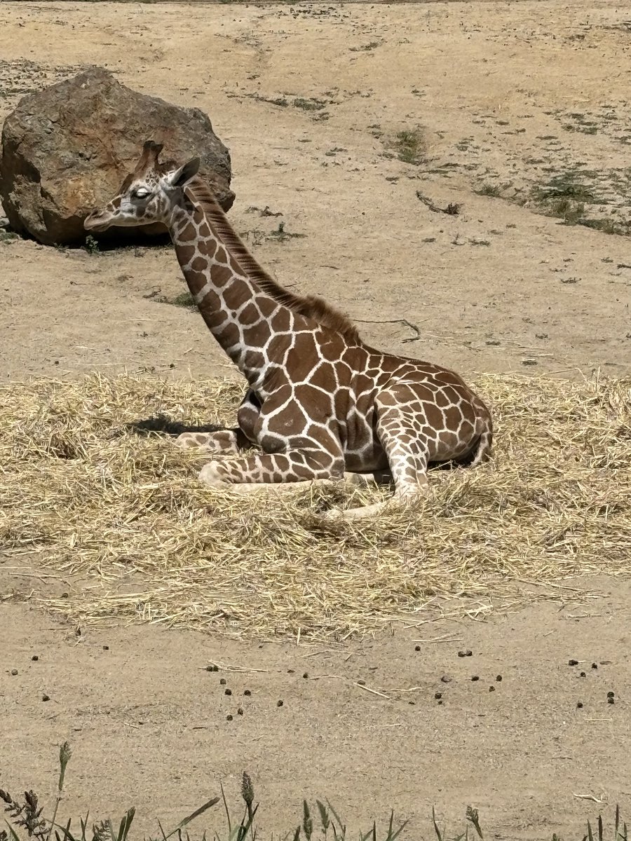 Baby giraffe, Oakland Zoo!