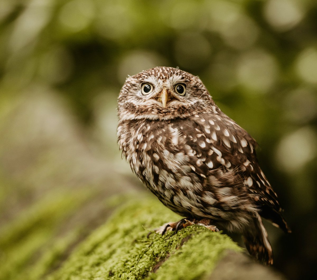 A recent image of mine of a little owl! Love photographing wildlife, but seldom get the opportunity to do it! 📸