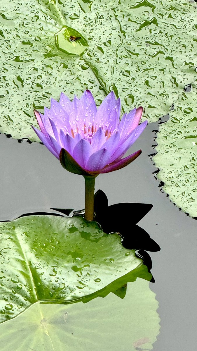 I must share the pictures of the lotus flowers I just took inside the pond of Insitu Restaurant inside the Botanical Garden in #Medellín, #Colombia. Aren’t they beautiful? More in comment section.