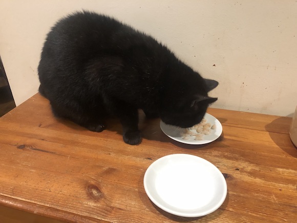 Planting plants and tatties / Kittens / Pizza dlvr.it/T67r7T