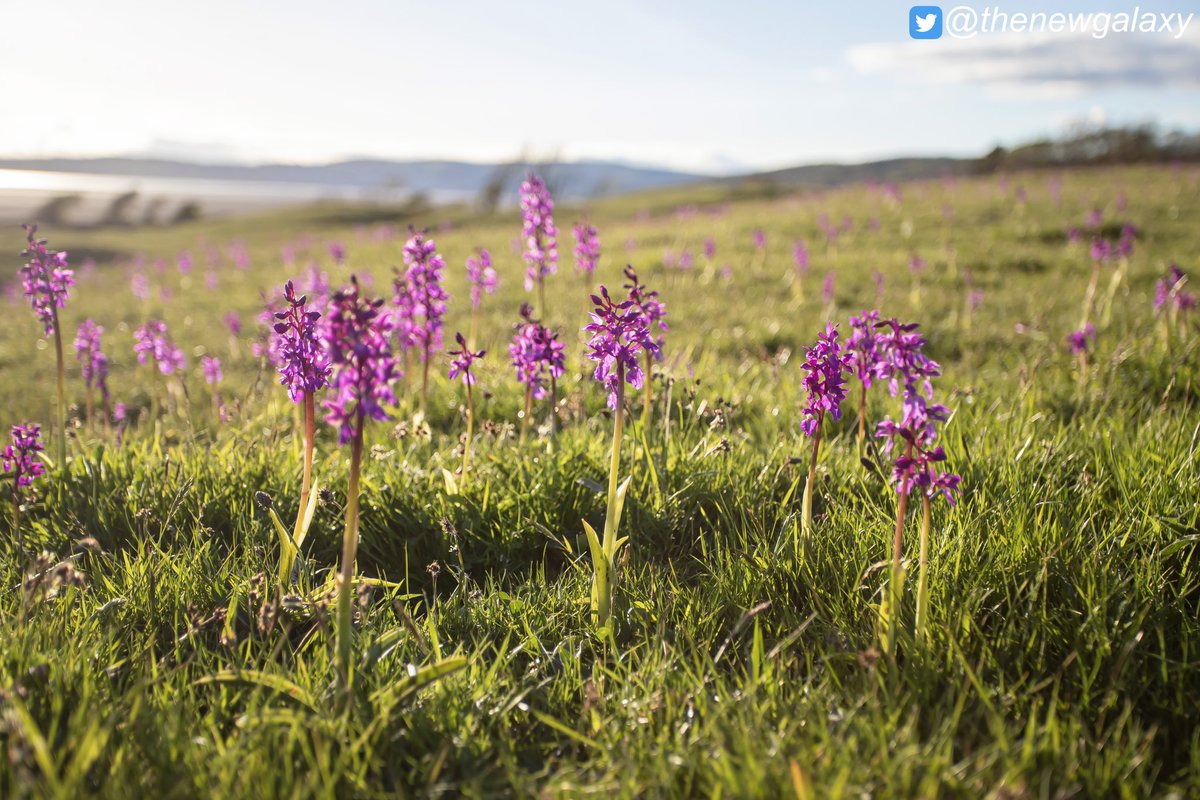 Feel free to join me Saturday 4th May here in Silverdale for a short walk where we’ll see thousands of Early Purple and Green Winged #Orchids It’s free to attend, but I’d encourage anyone who wishes to attend to make a donation to a wildlife charity Message me for details!