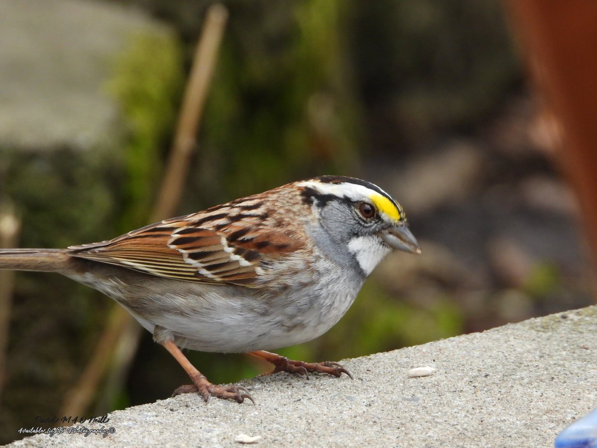 White throated sparrow