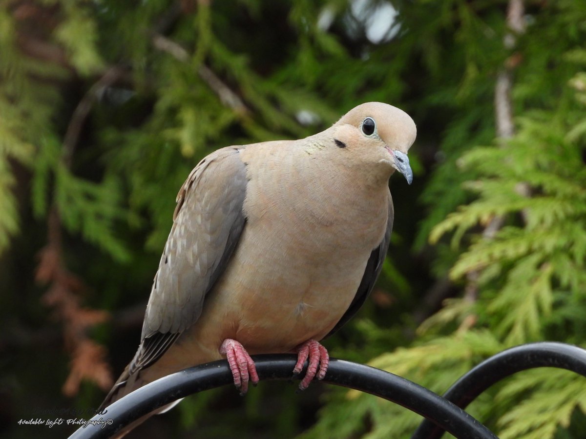 Mourning dove