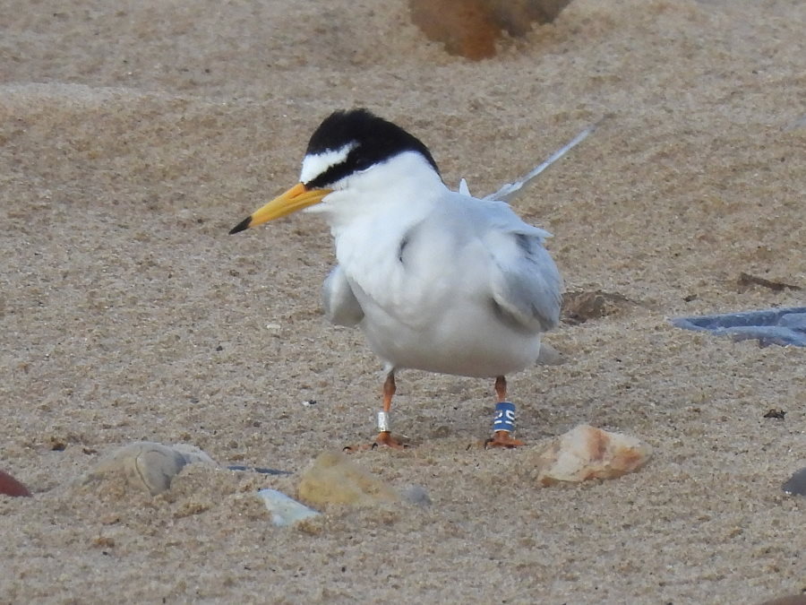 Little Tern x15 on the beach this evening at Seaton Carew. Several with rings but only one coded ring. A returning bird blue DI ringed locally 2017. Red-throated Diver on sea and a Short-eared Owl flew over the beach north-south mobbed by gulls. @teesbirds1