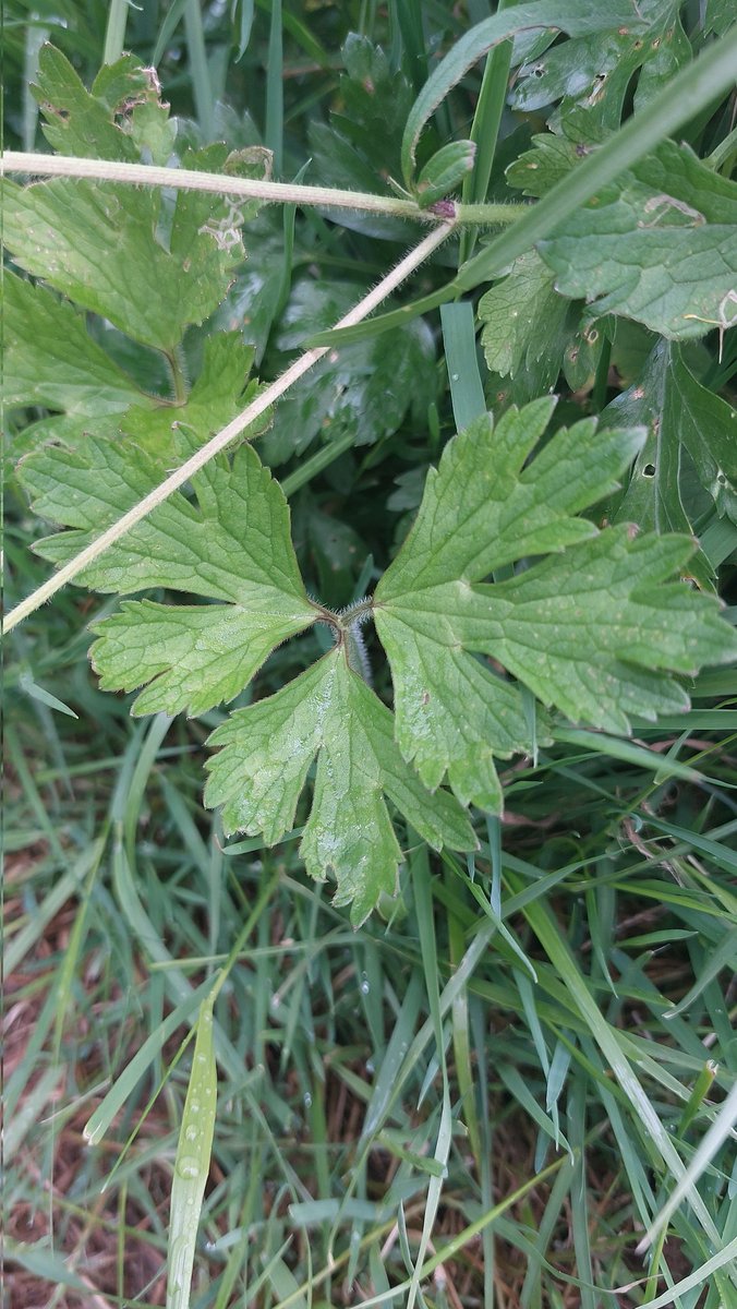 Ranunculus repens
Fam: Ranunculaceae
G: herba de ouro
C: botón de ouro
I: creeping buttercup
#HoraDaFlora #wildflowerhourGZ