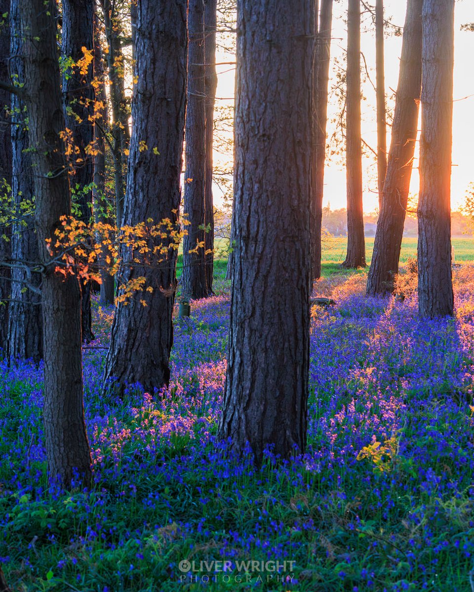 Just back from a sunset hike and stumbled upon a beautiful bluebell wood saw plenty of hares and deer Also heard some very loud tawny owl chicks and parents but they were tucked away deeper into a private wood