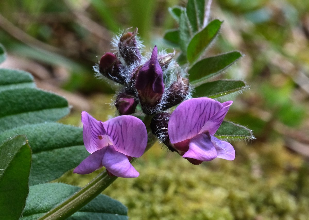 Vetch #wildflowerhour