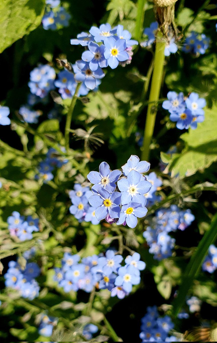 dianne_timbey's tweet photo. @GWmag One of my favourite flowers. Taken near Arundel https://t.co/ENTq69k1Db