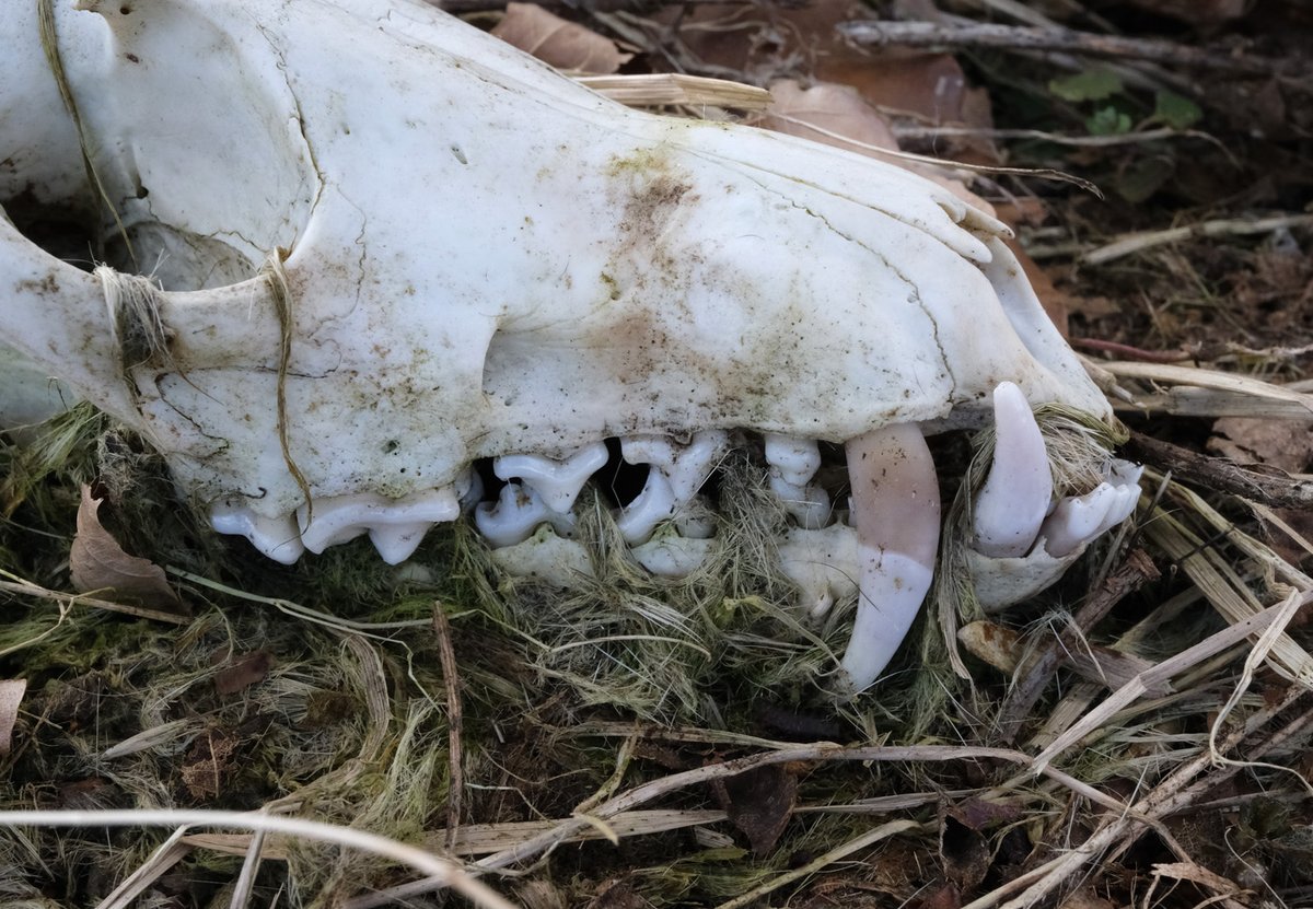 Great set of teeth