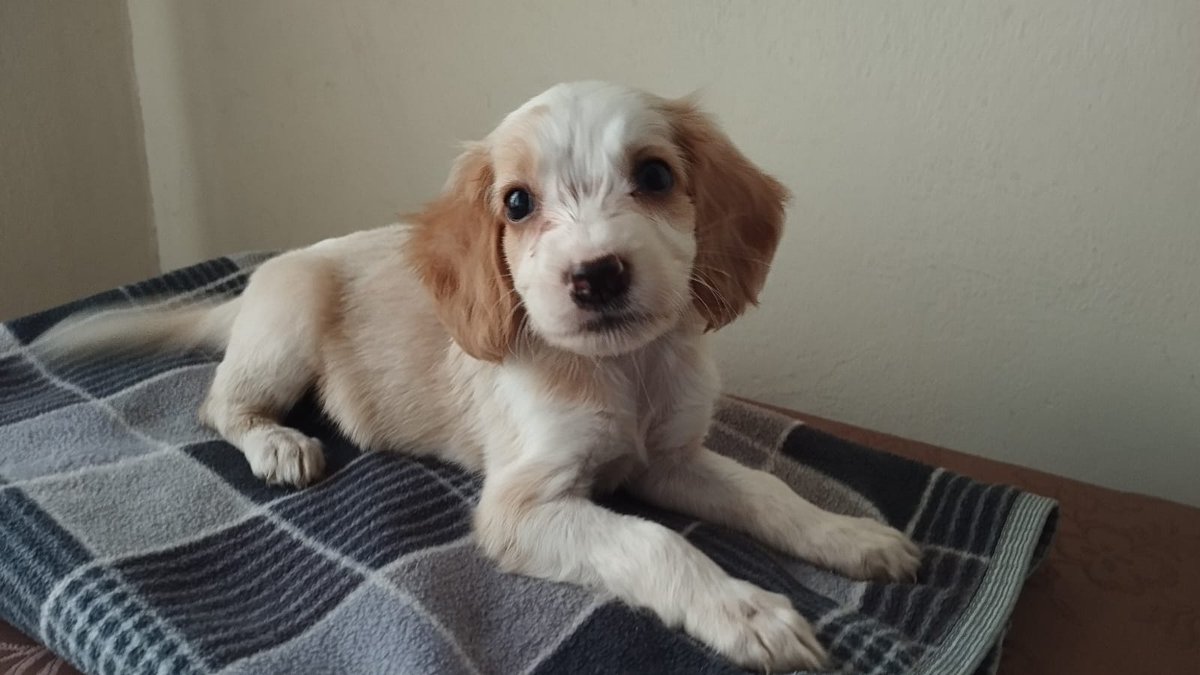 badsaris's tweet photo. Hola amix, me ayudan difundiendo este post para encontrar una casita responsable para este bello bebe de 2 meses? es tranquilito y espera encontrar una familia que lo ame mucho 🥰 info al 924971091 (solo wsp) / RT🙏@Joxe_Kar @ticnt_ @omnishambles92 @danegamez @rommyb @Paola310 https://t.co/jTZtFgx6C9