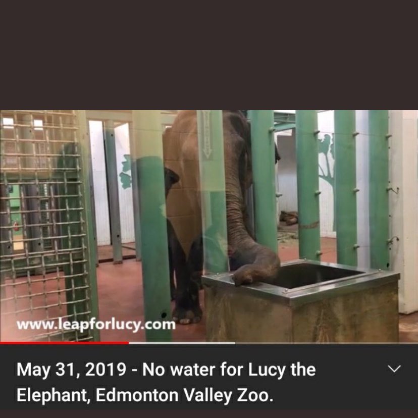 @Cosmicbrigade @JustinTrudeau @BBCWorld @MailOnline @DailyMirror @Independent @CanadianPM There is NO love from @CityofEdmonton for #Lucy 🐘
Just look how she is imprisoned on  cement destroying her feet 
Dehydrated @EdmontonClerk @AmarjeetSohiYEG #ShameOnEvZoo #FreeLucy 
@CityCynthia @CityHallReport