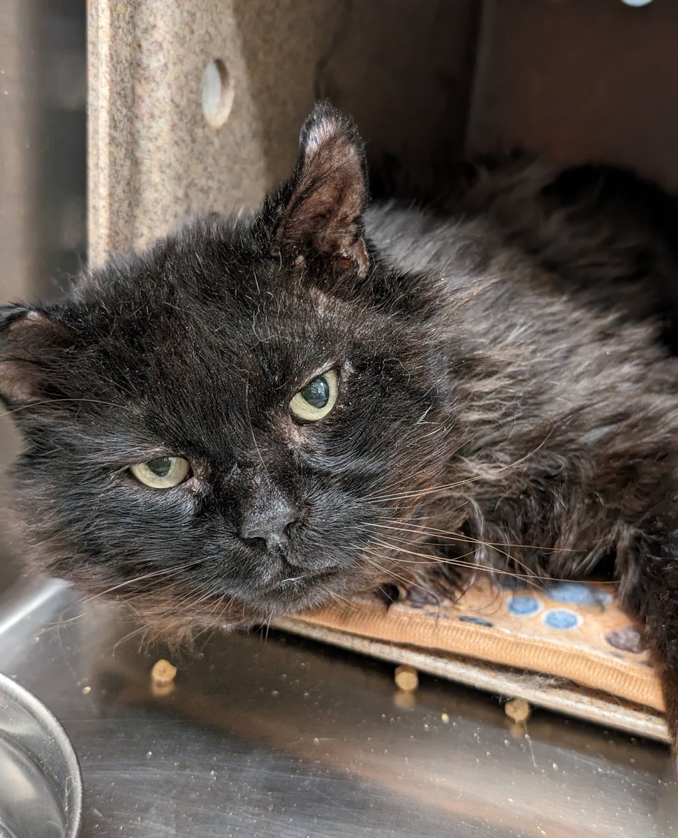 Bear is often sweet and social, especially if you have treats. But as a reformed community cat, he has a clear comfort zone and likes what he likes. If you appreciate a cat who knows just who he is and isn't apologetic for it, Bear A901146 may just be your guy!