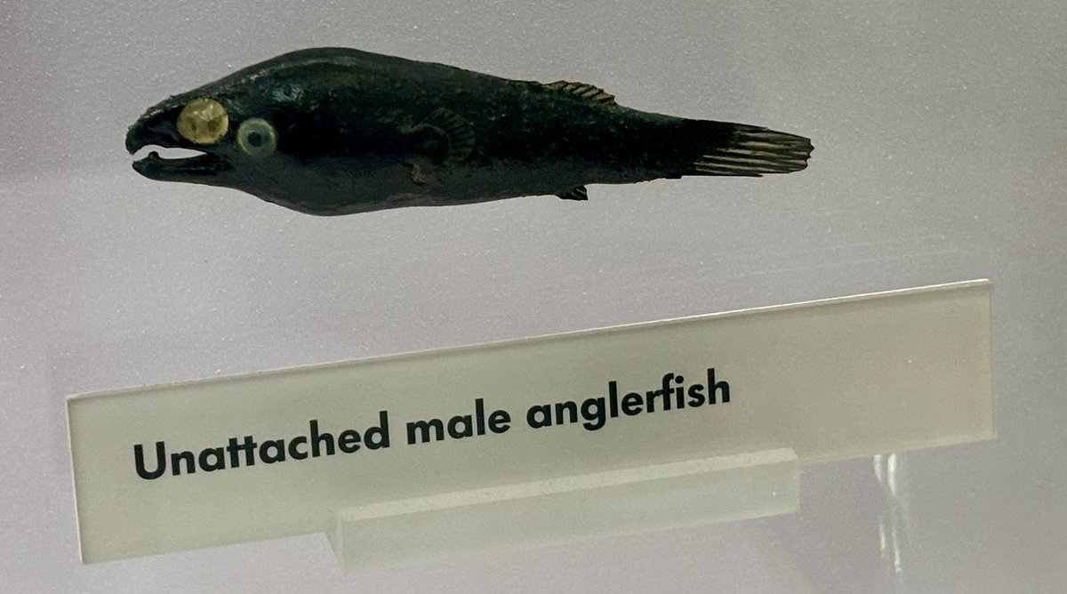 Form an orderly queue all you single anglerfish out there - some hot property on the market ❤️ 😂 @NHM_London #london #dating #fish #love