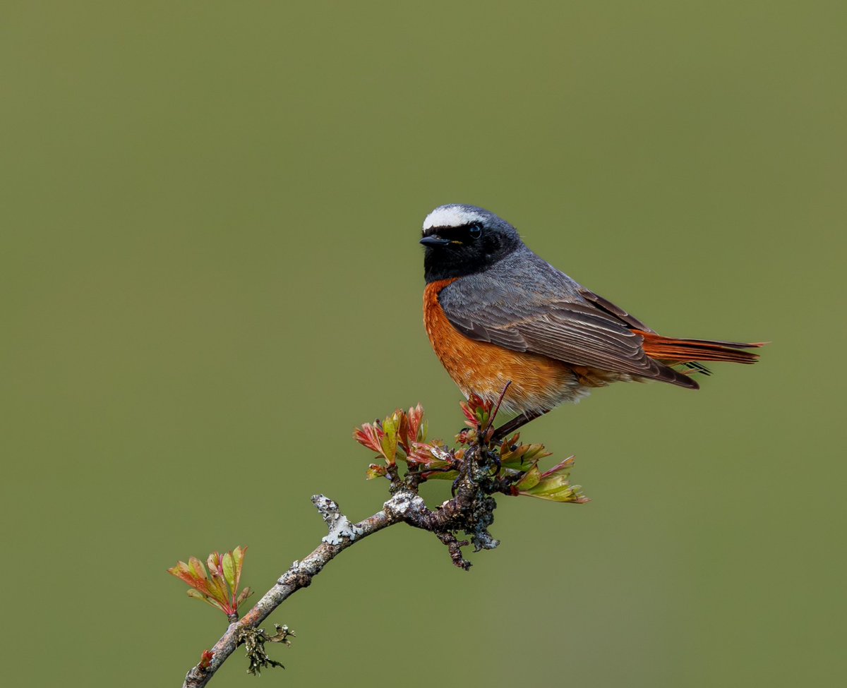 Redstart singing away on the Black mountain until he seen my ugly mug.