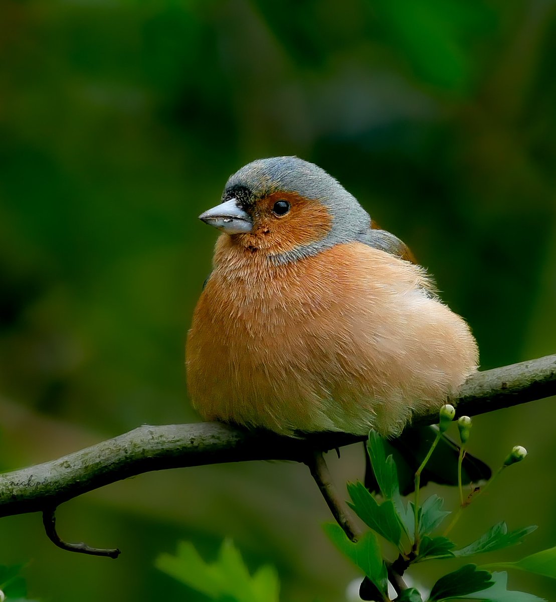 Chaffinch @forestfarmuk 
28/4/2024
#Twitternaturecommunity
#TwitterNaturePhotography 
#BirdsSeenIn2024 #birding
#NatureTherapy 🏴󠁧󠁢󠁷󠁬󠁳󠁿