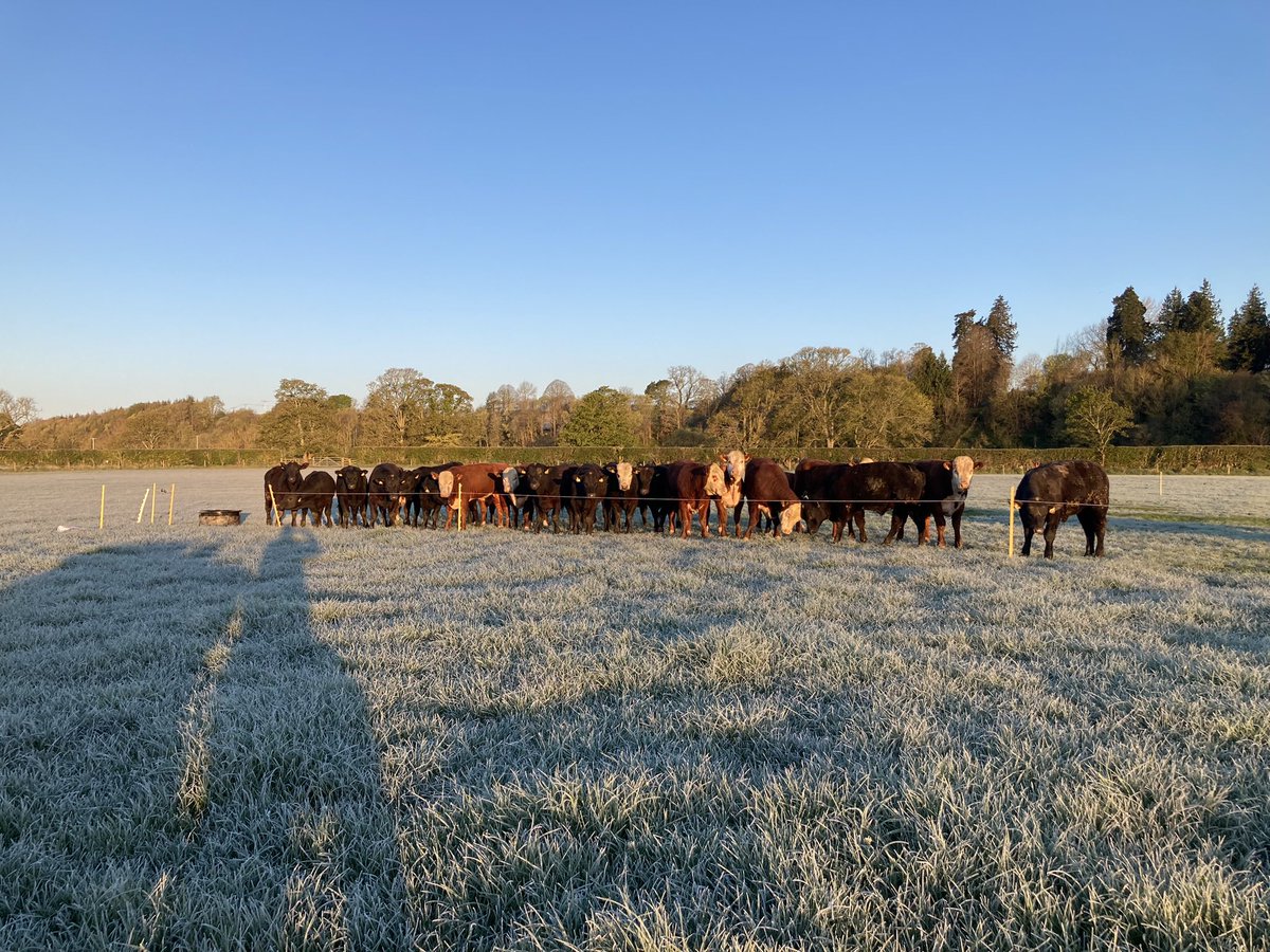 Grass ice lollies for anyone? Yearling bulls ready for their daily shift yesterday morning in the frost. Zero concentrates. Big brothers are ready for sale. Proper selection on the ability to perform on forage and from an outdoor calving herd. #bredtoperformrearedtolast