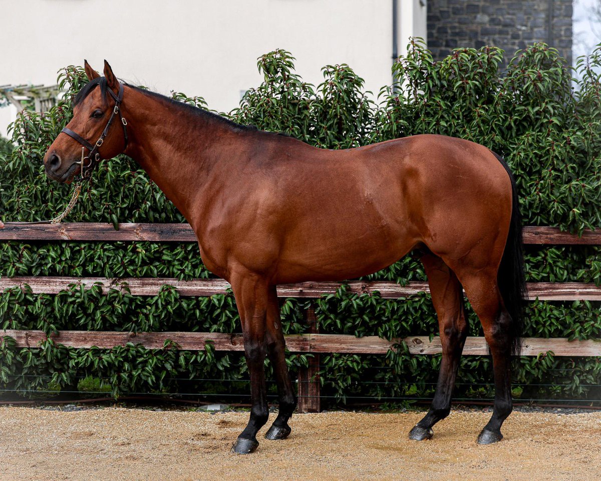 Capital Stud tweet media