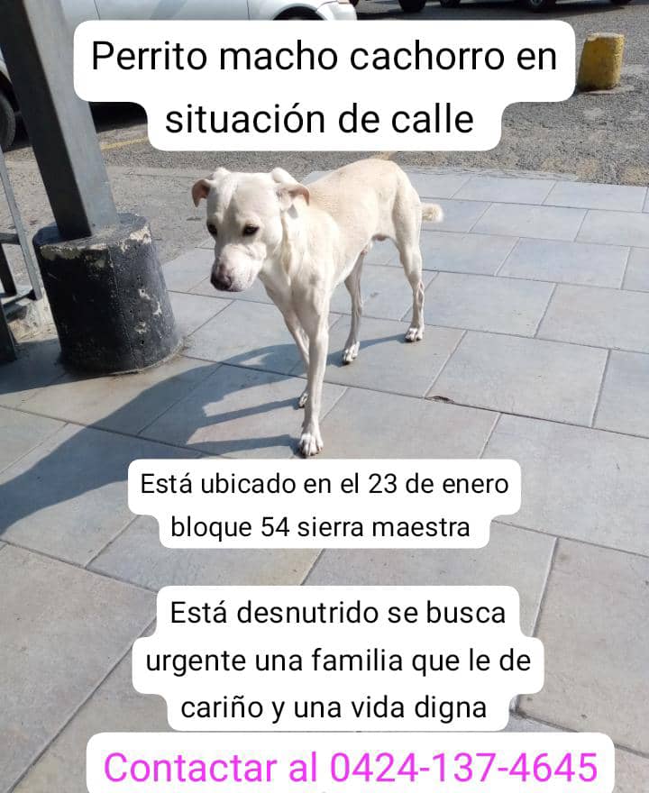 #Caracas
#23DeEnero
Favor difundir🐶❤️
Gracias🙏🏻