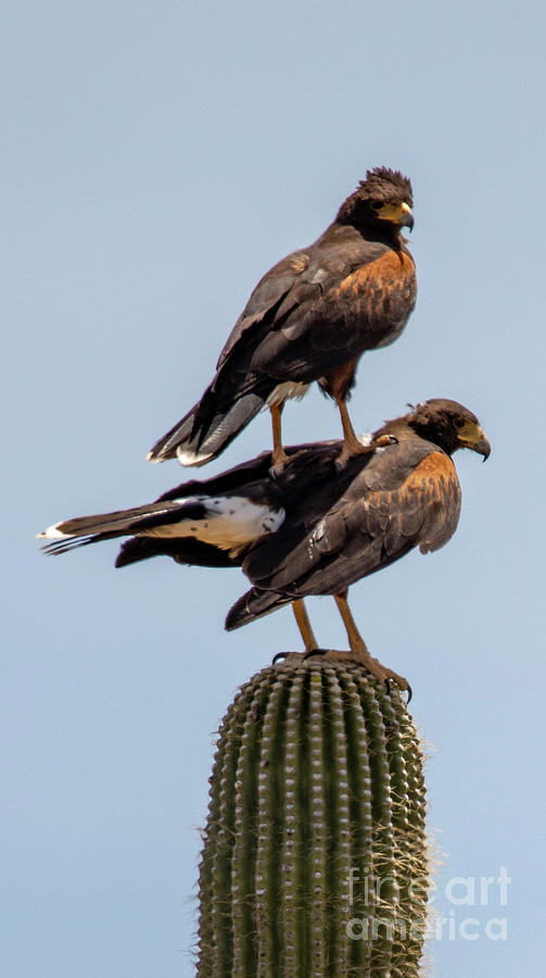 @Dirtdragonmom Harris Hawk

Skywolves, they hunt in packs. They're also known for a hilarious stacking behavior because there aren't typically many good places to perch in their habitat.
