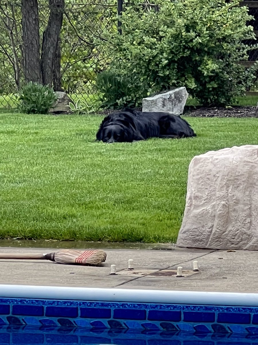 All that hard work opening the pool wore me out! Sheesh! 😓 #dogs xoxo G 🐾