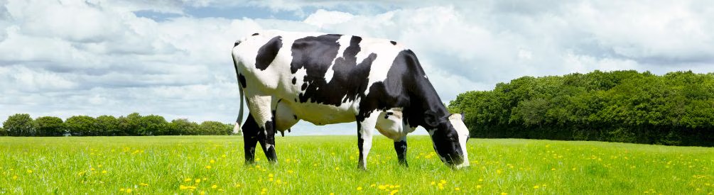 CDC - “there could be an increase in sporadic human infections resulting from [avian] bird [Flu] and animal exposures [cows], even if the risk of these viruses spreading from birds to people has not increased.” => About dairy cows - drink milk if you will but not without risk.