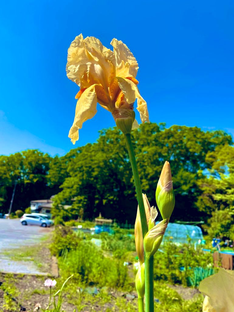 おはようございます

4月29日  月曜日
昭和の日㊗️

いずれショウブか
カキツバタ