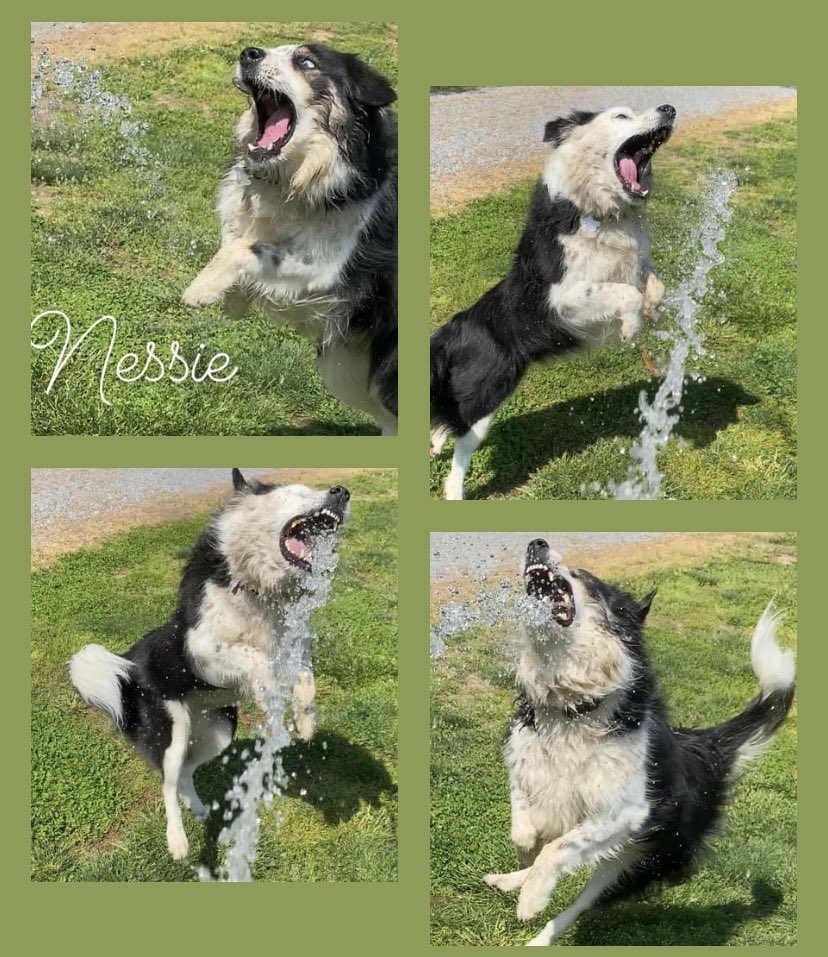 Hi #DogsofTwitter pals. Me doing my favorite thing in the world-attacking the water from the garden hose😊