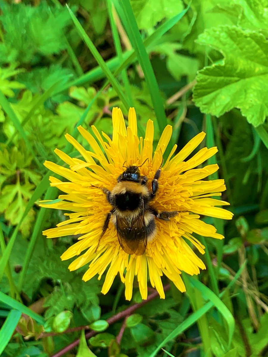 Whilst out walking yesterday we came across this fella, he was enjoying sunbathing on this dandelion, such beautiful creatures. #saveourbees