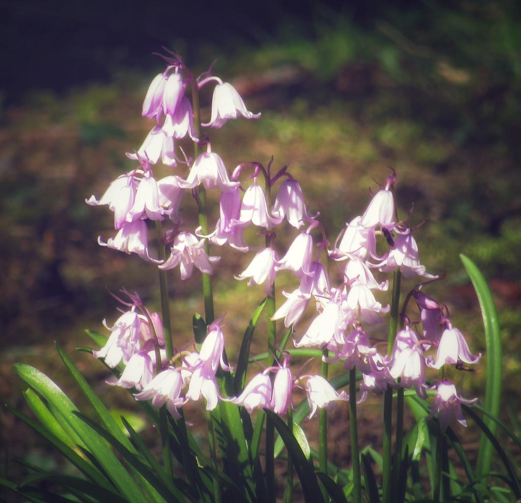 'The Coloured Bells', taken from Llandudno Prom, Bangor Road, Benllech & Parc Menai, Bangor 💜💙🤍🌸 @Ruth_ITV @DerekTheWeather @ItsYourWales @BBCWalesNews @BBCCountryfile @BBCCymruFyw @NTCymru_ @BangorWalesNews @nationaltrust @metoffice @northwalesmag @Papur_Menai #LoveAnglesey