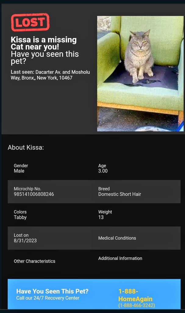 📢🗽🆘️🇺🇸⏳😿Please RT to find Kissa #NYC #missingcat #lostcat #Bronx #CatsOfTwitter #CatsOfX @HAPetRescuer