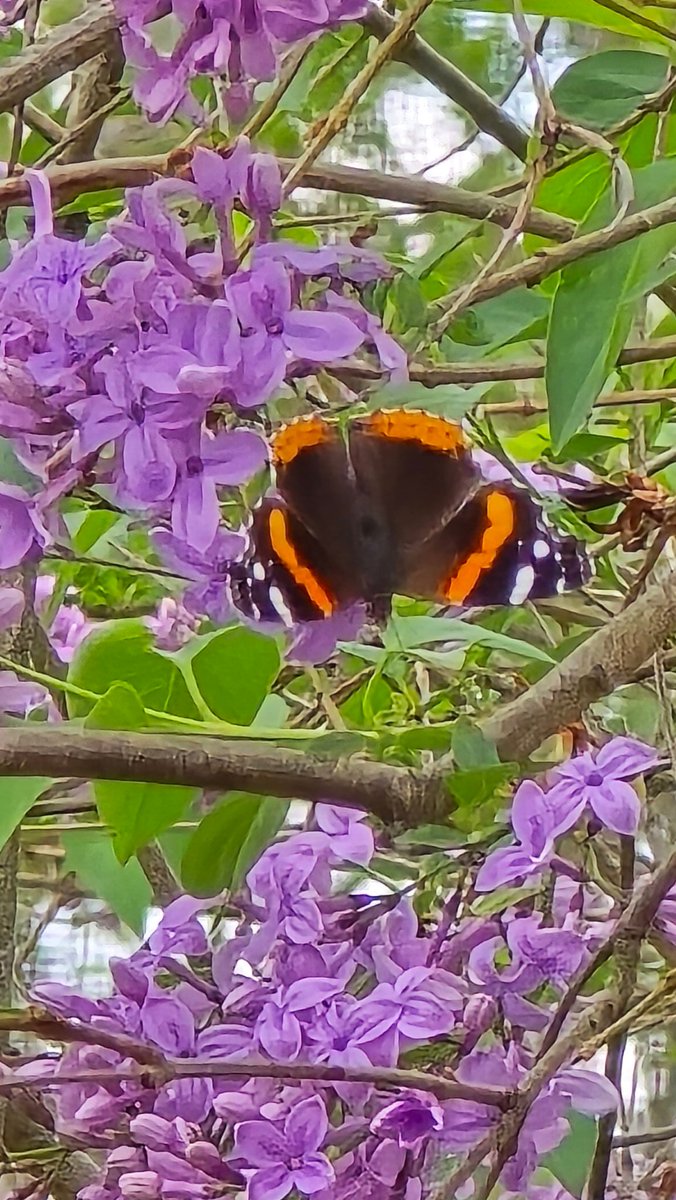 Spring things waking up 🥰💜🌿🥀