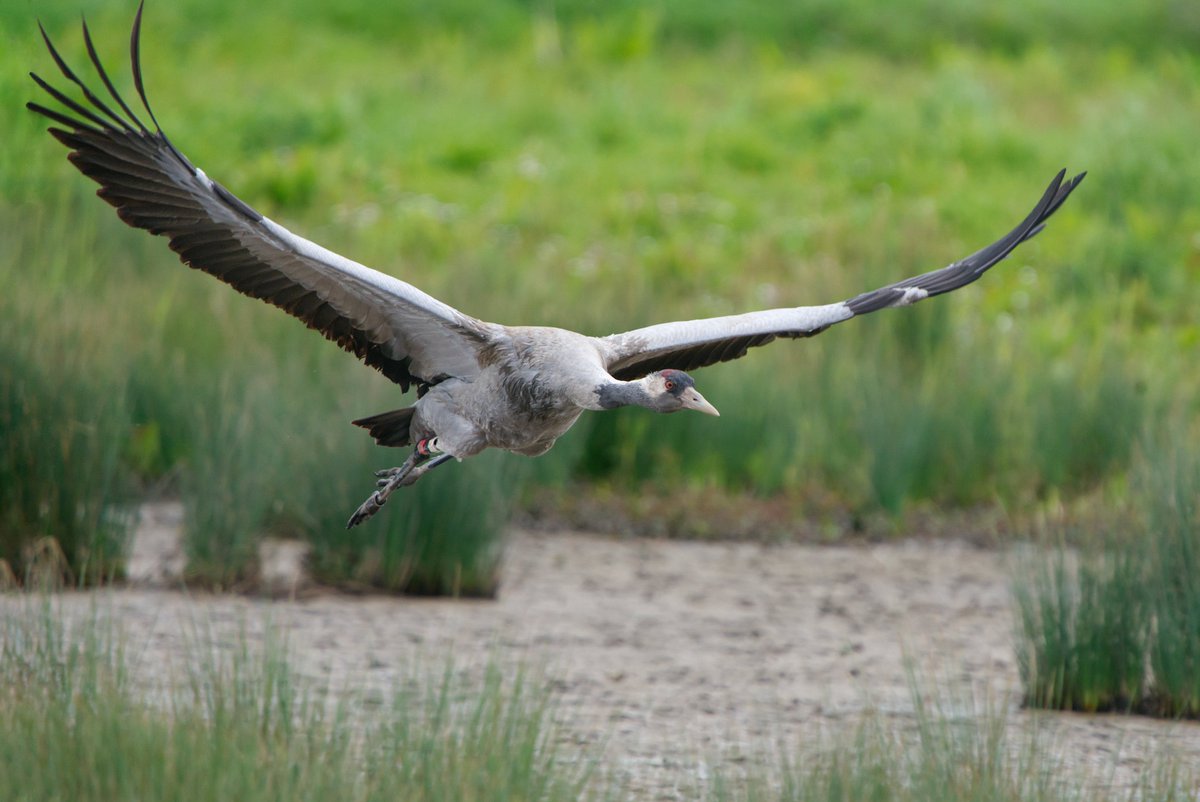 Ruby stretching her wings after being relieved of egg-sitting by her unringed partner, from the Hogarth Hide this morning #GlosBirds