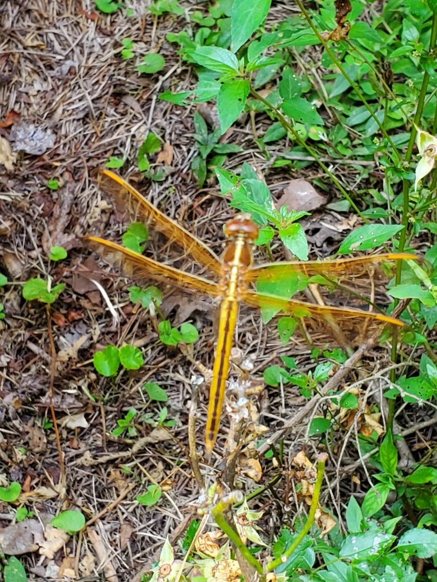 Super cool golden dragonfly. Photos all taken on my Galaxy!
