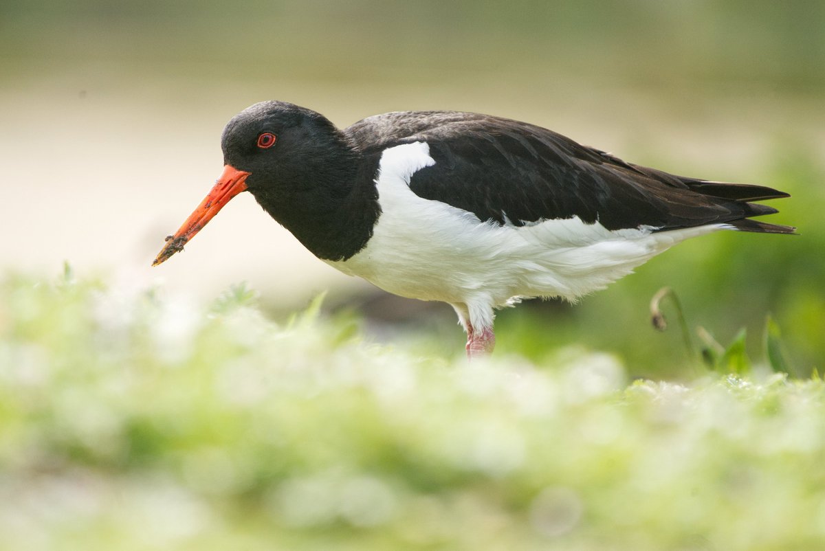 An Oystercatcher busy picking through the soil on the Big Pen this morning, going unnoticed amongst the ducks and geese by visitors just a few metres from the path #Glosirds