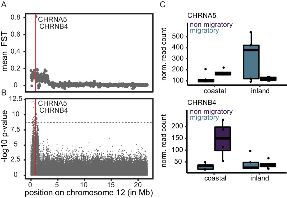 Justen et al. (2024) Mapping seasonal migration in a songbird hybrid zone - heritability, genetic correlations, and genomic patterns linked to speciation @PNASNews doi.org/10.1073/pnas.2… | @HannahJusten @kedelmore @environmentca @TAMU_Biology | #ornithology #birdmigration